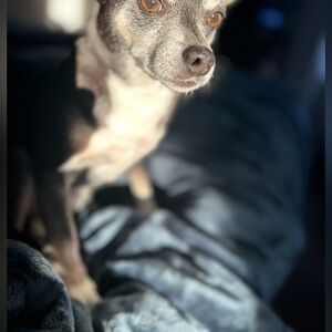 Meet your Posher, Jenny